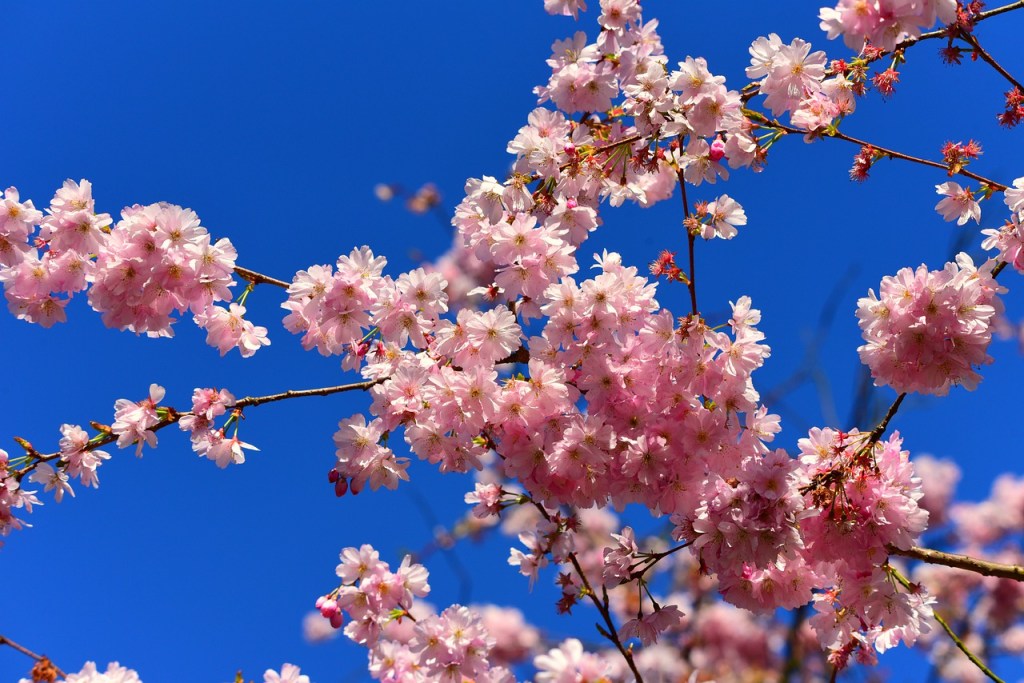 Early Spring (Zagreb, Croatia; May 1st,&nbsp;2020)
